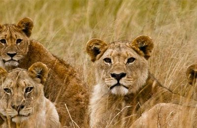 leonas en parque kruger