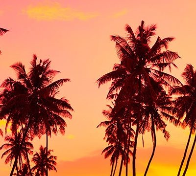puesta de sol entre palmeras