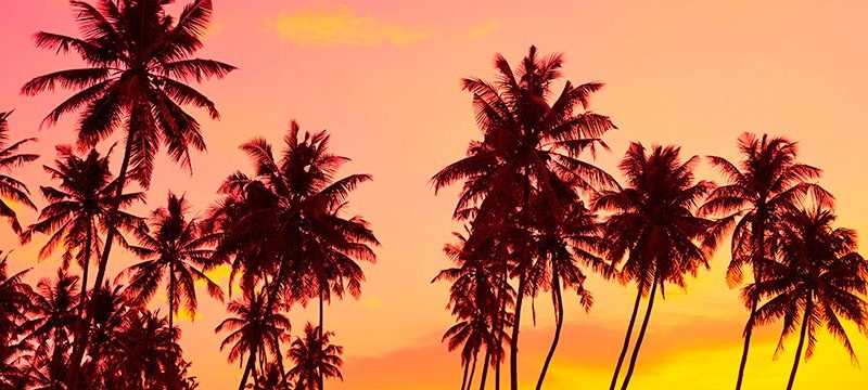 puesta de sol entre palmeras