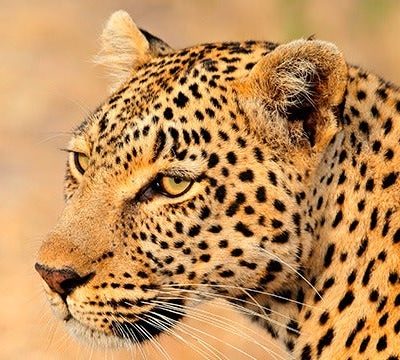 Planes para vivir una auténtica experiencia africana