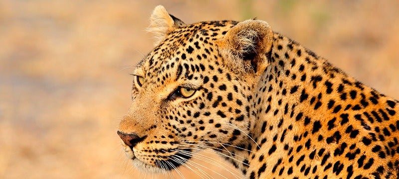 Planes para vivir una auténtica experiencia africana