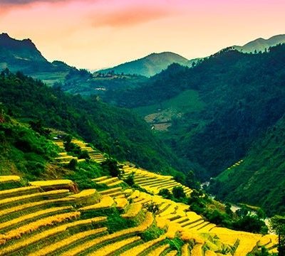 campos amarillos en Sapa