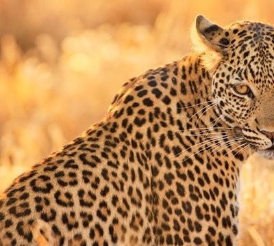 Die_Große_Tierwanderung