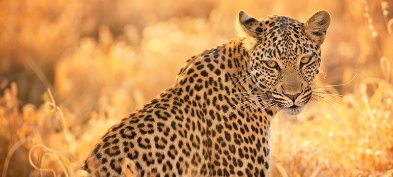 Die_Große_Tierwanderung