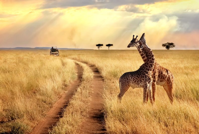 safaris-en-afrique