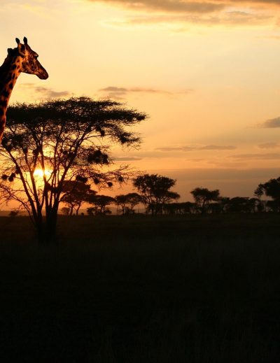 safaris-in-afrika