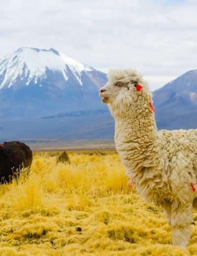 das Schönste von Bolivien