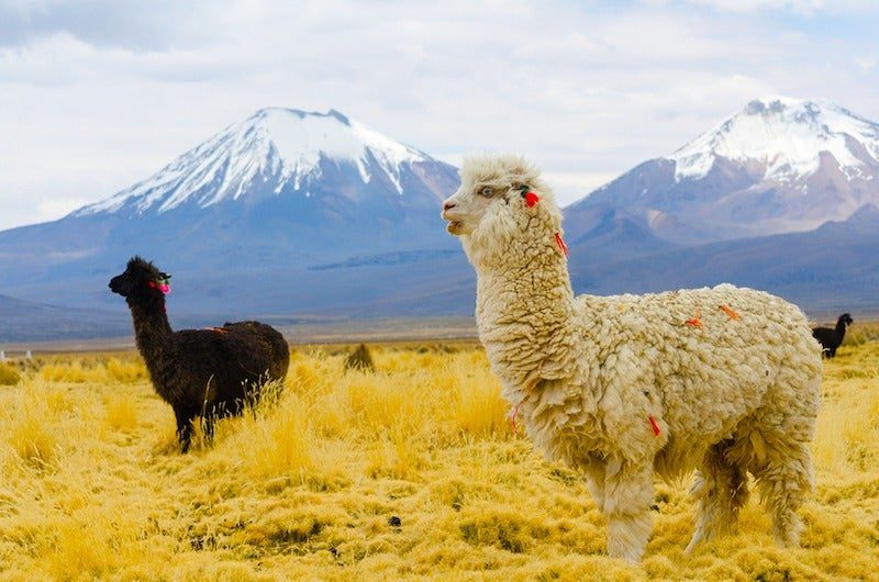 le meilleur de la Bolivie