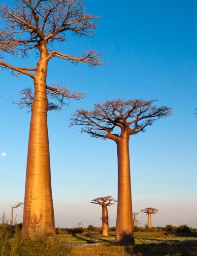 Qué-ver-en-Madagascar