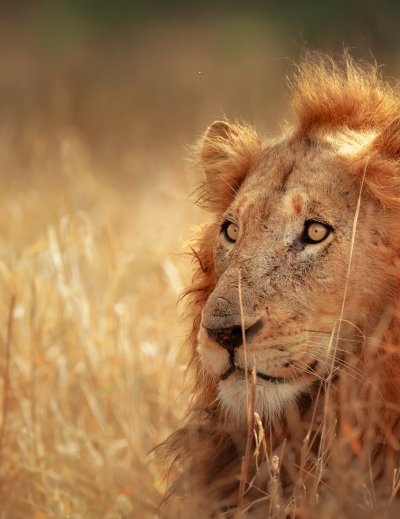 Lion in grassland