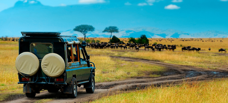 Best African safaris and wildlife tourss
