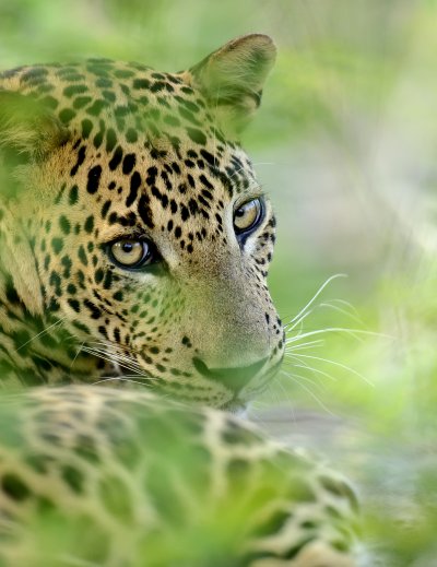 animals in Sri Lanka