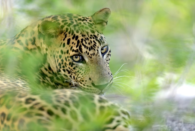 animals in Sri Lanka