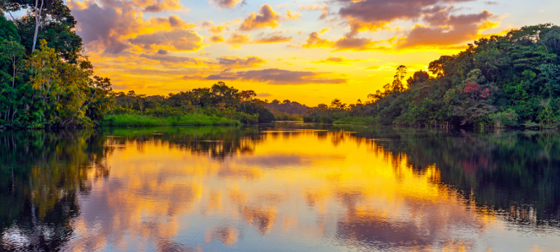 Tours of the Amazon Rainforest