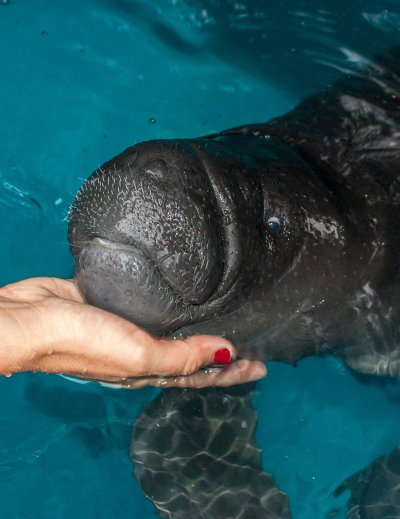 captive manatee in amazon rescue center peru