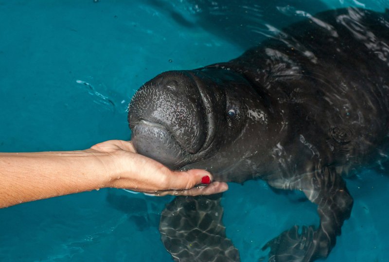 captive manatee in amazon rescue center peru