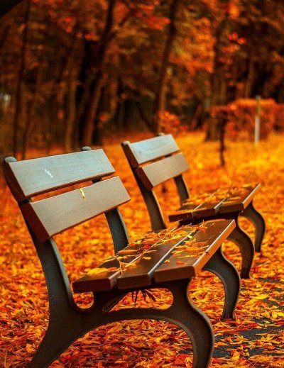 benches, autumn, park, rest, nature, sit, park bench, seats, wood, wooden bench, leaves, foliage, autumn leaves, autumn foliage, autumn season, autumn colors, fall, fall foliage, fallen leaves, fall colors