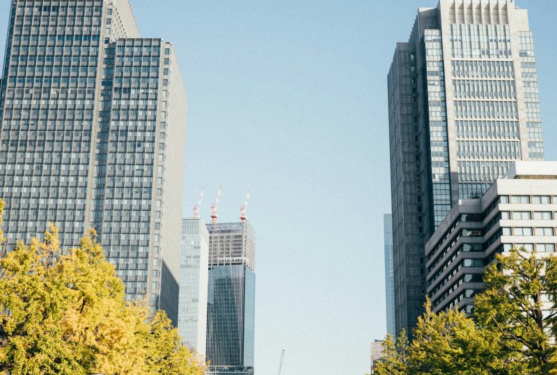 Rows of yellow ginkgo trees mark autumn festival in western Tokyo