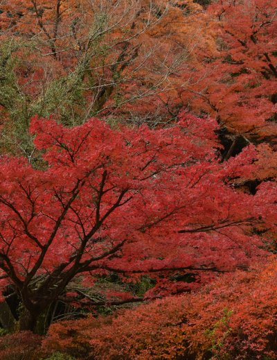 Japanese red maple leaves along hiking trail in cool November
