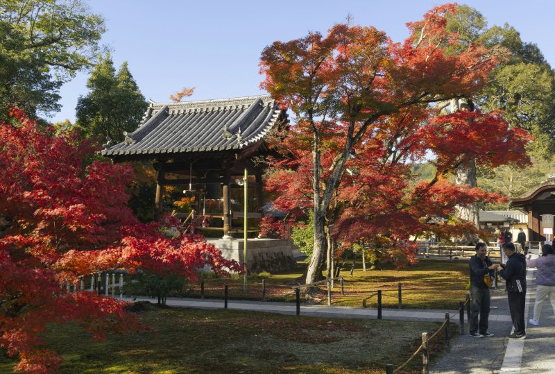 Autumn leaves surround Kinkaku-ji gold pavilion in Kyoto
