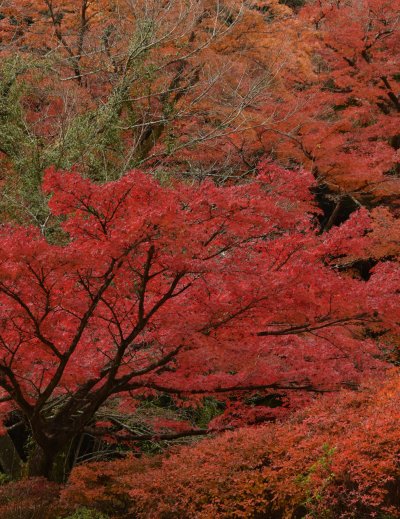 Vibrant red maple leaves display autumn colors in Japan
