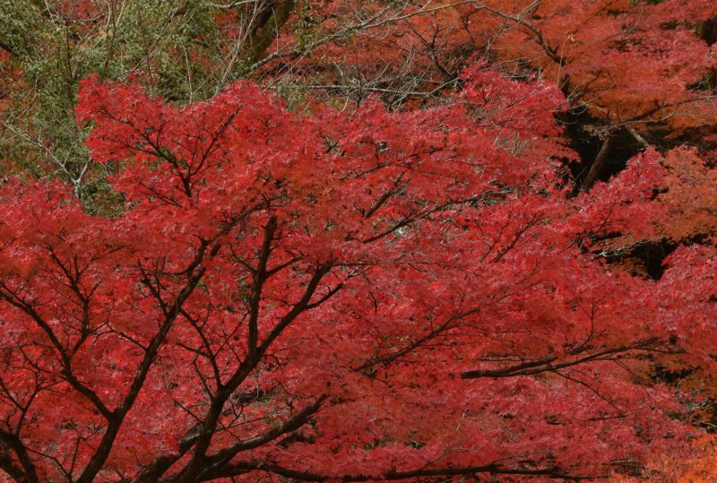 Vibrant red maple leaves display autumn colors in Japan