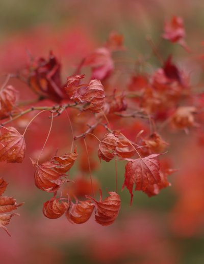 Osaka Castle surrounded by autumn foliage under festival lights