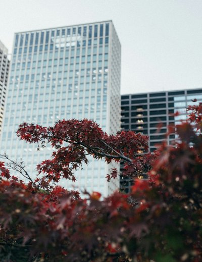 Autumn foliage and city buildings create a festive city view