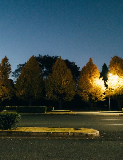 Tokyo garden trees illuminated with golden lights during autumn