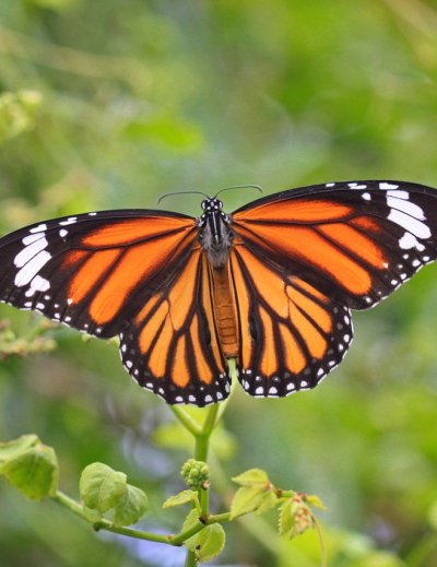A vibrant orange and black monarch butterfly perched delicately on green leaves