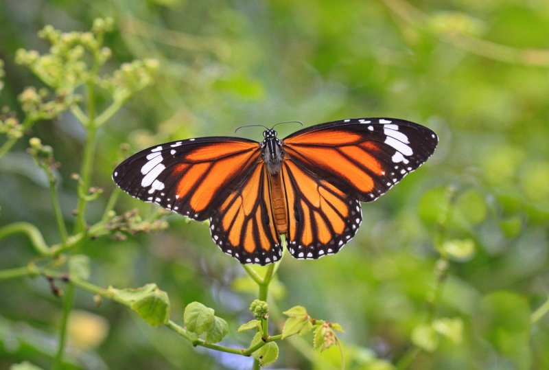 A vibrant orange and black monarch butterfly perched delicately on green leaves