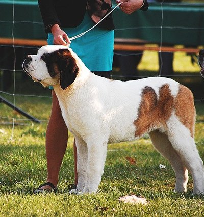 St. Bernard dog at dog show with handler in competition ring