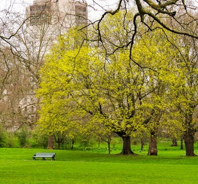 London park in spring with blooming trees and green lawn