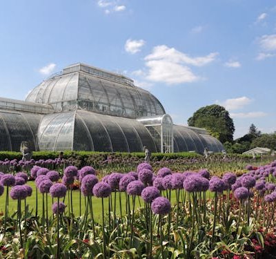 Kew Gardens Palm House with purple allium flowers in foreground