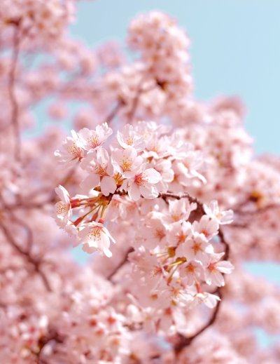 White plum blossoms (ume) on tree branches