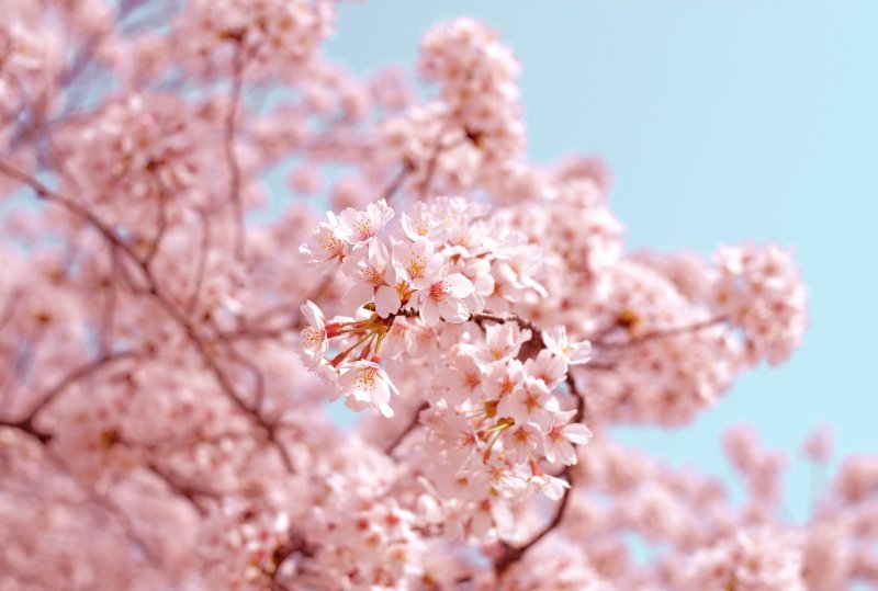 White plum blossoms (ume) on tree branches