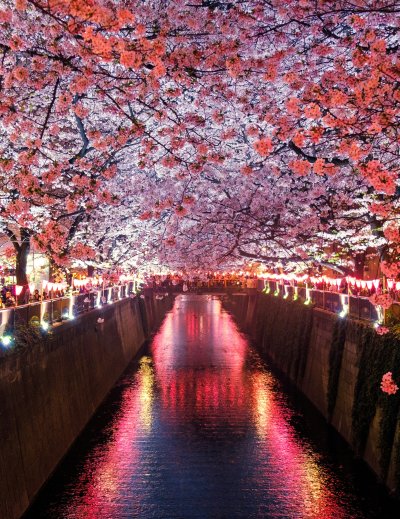 Cherry blossom-lined street in Nakano