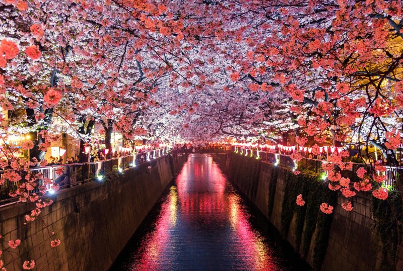 Cherry blossom-lined street in Nakano