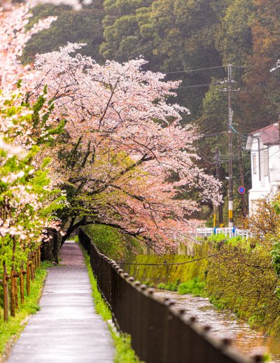 Kyoto Cherry Blossom