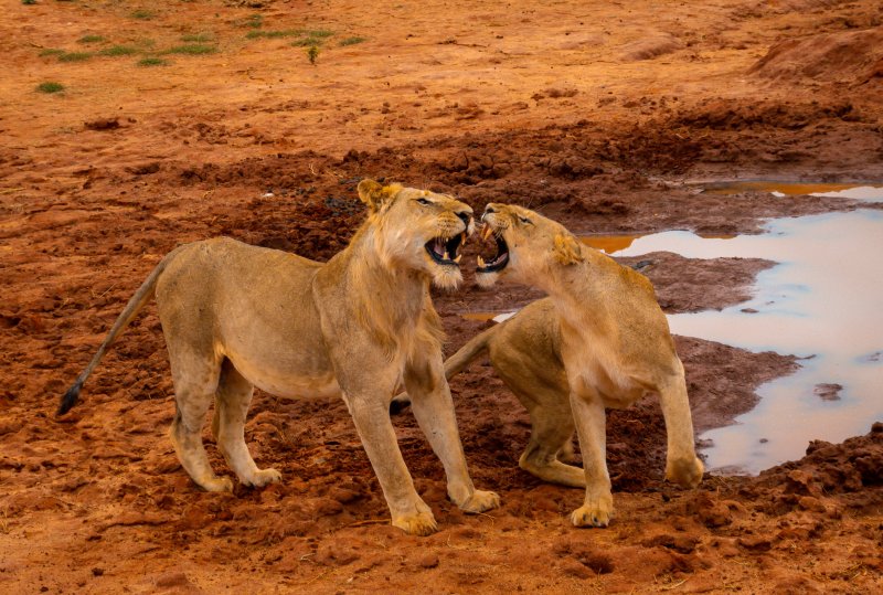 Lions of Tsavo East National Park, Kenya